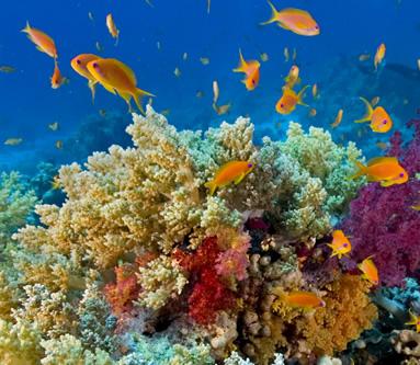 /Files/images/barriera-corallina-nuova-caledonia.jpg